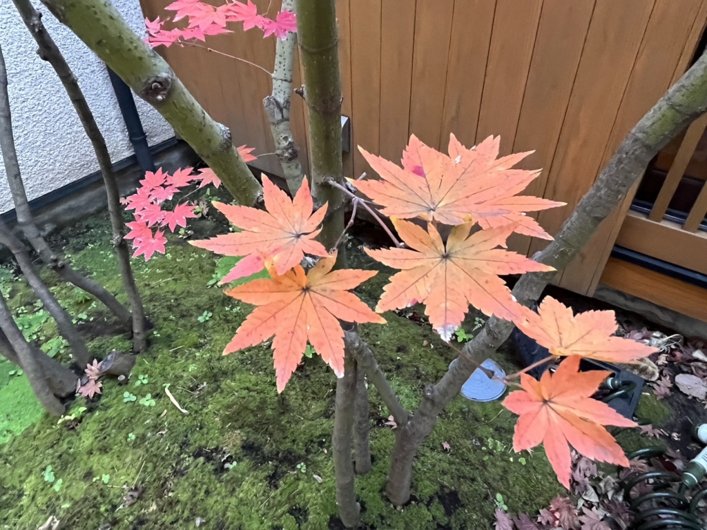 庭の紅葉